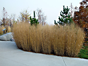 Panicum virgatum