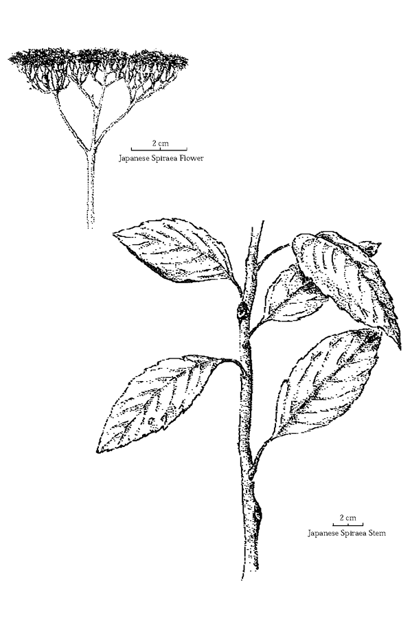 Japanese Spiraea Spiraea Japonica Southeast Exotic Pest Plant Council Invasive Plant Manual